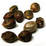 Семена марихуаны АК-47  (Seeds AK-47) в Бикине